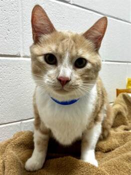 ZENI -  Domestic Short Hair Cat for Adoption - ZENI | PetCurious