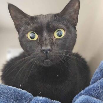 Monkey -  Domestic Short Hair Cat for Adoption in Gloucester, Virginia - Monkey | PetCurious