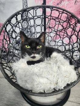 Rescue Tuxedo and Domestic Short Hair Cats for Adoption in Greensburg, Pennsylvania - Daffodil | PetCurious