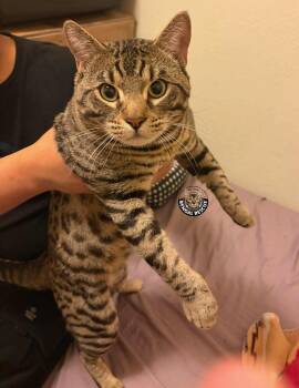 Bengal Cats Available for Adoption in Millcreek, Utah - Bruno | PetCurious