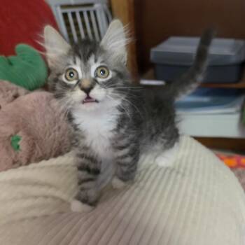 LITTLE DEBBIE -  Domestic Medium Hair Cat for Adoption in Graham, Washington - LITTLE DEBBIE | PetCurious
