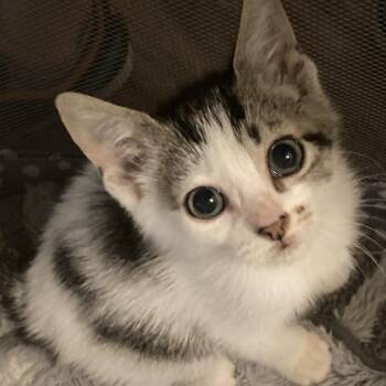 Ringo -  Domestic Short Hair Cat for Adoption in Beulaville, North Carolina - Ringo | PetCurious