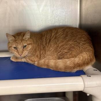Jerry -  Domestic Short Hair Cat for Adoption in Galax, Virginia - Jerry | PetCurious