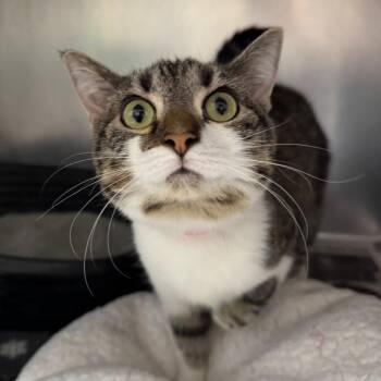 Domestic Short Hair Cats Available for Adoption in Pekin, Illinois - Nora | PetCurious