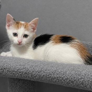 Calico and Domestic Short Hair Cats Available for Adoption in Andover, Minnesota - Pixie | PetCurious
