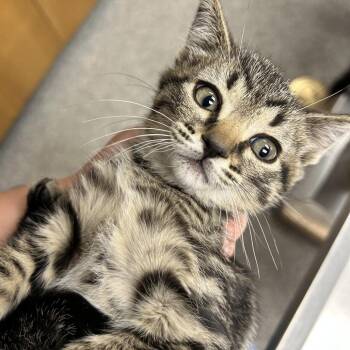 Jazzy -  Domestic Short Hair Cat for Adoption in Durango, Colorado - Jazzy | PetCurious