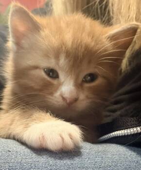Domestic Medium Hair Cats Available for Adoption in Aylett, Virginia - Cooper | PetCurious