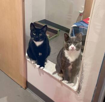 Domestic Short Hair Cats Available for Adoption in Oakland, California - Jonas (Bonded With Austin) | PetCurious