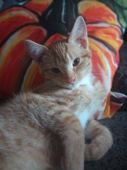 Winston -  Domestic Short Hair Cat for Adoption in Philadelphia, Pennsylvania - Winston | PetCurious