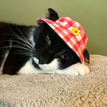 Domestic Short Hair Cats Available for Adoption in Brighton, New York - Rowan (Resilient Gentleman) | PetCurious