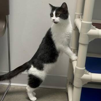 Domestic Short Hair Cats Available for Adoption in Janesville, Wisconsin - Sharon | PetCurious