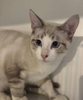 Berkeley Boy -  Siamese Cat for Adoption in Phoenix, Arizona - Berkeley Boy | PetCurious