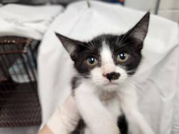 PETAL PIXIE -  Domestic Short Hair Cat for Adoption in Pensacola, Florida - PETAL PIXIE | PetCurious