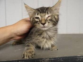 Foo -  Domestic Short Hair Cat for Adoption in Leitchfield, Kentucky - Foo | PetCurious