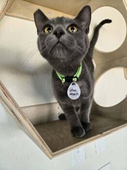Blue Moon -  Domestic Short Hair Cat for Adoption in Tucson, Arizona - Blue Moon | PetCurious