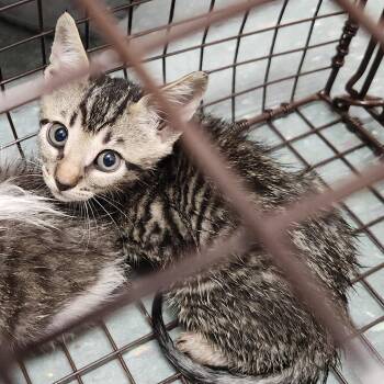 Jerri -  Domestic Short Hair Cat for Adoption in Clearwater, Florida - Jerri | PetCurious