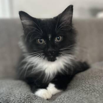 Crinkle -  Domestic Long Hair Cat for Adoption in La Grange, Kentucky - Crinkle | PetCurious