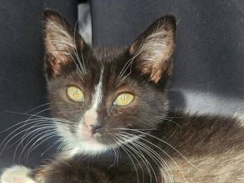 Domestic Short Hair Cats Available for Adoption - BABY | PetCurious