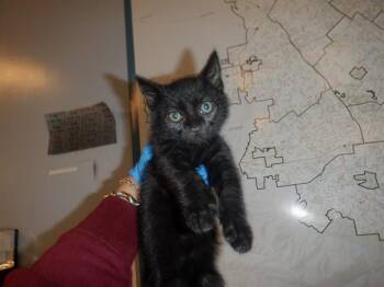 Domestic Short Hair Cats Available for Adoption in San Jose, California - A1405424 | PetCurious