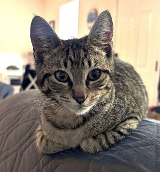 Tabby Cats Available for Adoption - Mason | PetCurious