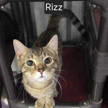 Rizz -  Domestic Short Hair Cat for Adoption in Snow Hill, North Carolina - Rizz | PetCurious