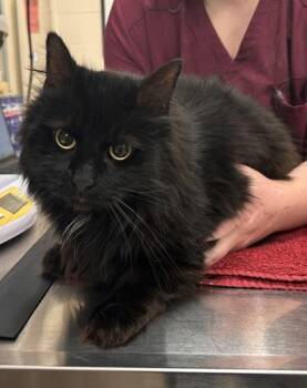 Spooky -  Domestic Long Hair and Domestic Short Hair Cat for Adoption in Fishers, Indiana - Spooky | PetCurious