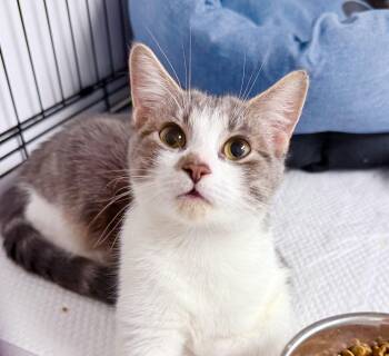 American Shorthair Cats Available for Adoption in Philadelphia, Pennsylvania - Myla | PetCurious