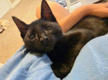 Dizzy -  Domestic Short Hair Cat for Adoption in Ferndale, Michigan - Dizzy | PetCurious