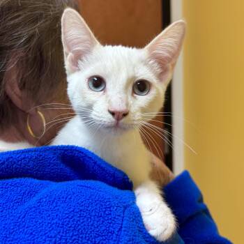 Jeanette -  Domestic Short Hair Cat for Adoption in Sonora, California - Jeanette | PetCurious