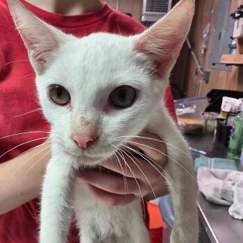 Rhye -  Domestic Short Hair Cat for Adoption in Leander, Texas - Rhye | PetCurious