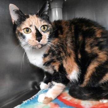 Rescue Domestic Short Hair Cats for Adoption in West Palm Beach, Florida - Ginny | PetCurious