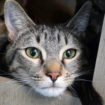 Pinky -  Domestic Short Hair Cat Available for Adoption in Abilene, Texas - Pinky | PetCurious