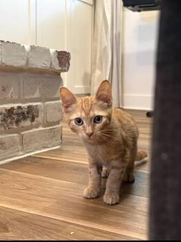 Willow -  Domestic Short Hair Cat for Adoption in Gilroy, California - Willow | PetCurious
