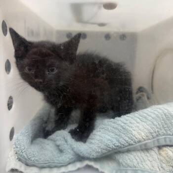 Domestic Short Hair Cats Available for Adoption - 03/21/2026-Stray-PineNeedleDrive | PetCurious