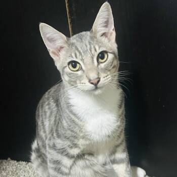 Rescue Domestic Short Hair Cats for Adoption in Benicia, California - Zebra Cat | PetCurious