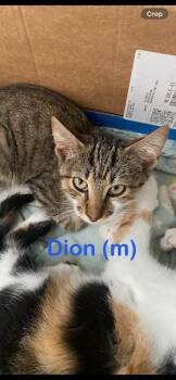 DION Kitten -  Domestic Short Hair Cat for Adoption in New Bern, North Carolina - DION Kitten | PetCurious
