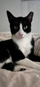 Roger -  Domestic Short Hair Cat for Adoption - Roger | PetCurious