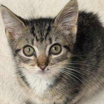 Anne 2 -  Domestic Short Hair Cat for Adoption - Anne 2 | PetCurious