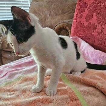 Willie 4 -  Domestic Short Hair Cat for Adoption in Bulverde, Texas - Willie 4 | PetCurious
