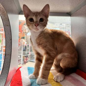 Domestic Short Hair Cats Available for Adoption in Waterloo, Iowa - Dutch Boy | PetCurious