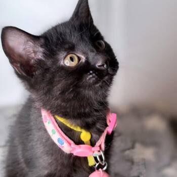 Sandy -  Domestic Short Hair Cat for Adoption in Green Bay, Wisconsin - Sandy | PetCurious