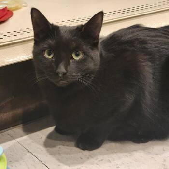 Olivia -  Domestic Short Hair Cat for Adoption in Boiling Springs, Pennsylvania - Olivia | PetCurious