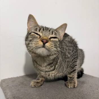 Giselle -  Domestic Short Hair Cat for Adoption in Cleveland, Mississippi - Giselle | PetCurious