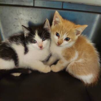 Rescue Domestic Short Hair Cats for Adoption in Chattanooga, Tennessee - Jimmy | PetCurious