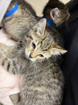 Racecar -  Domestic Short Hair Cat for Adoption in Westland, Michigan - Racecar | PetCurious