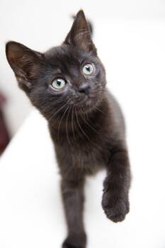Perona -  Domestic Short Hair Cat for Adoption in Montclair, New Jersey - Perona | PetCurious