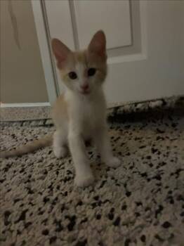 *BUBBA -  Domestic Short Hair Cat for Adoption in Woodland, California - *BUBBA | PetCurious