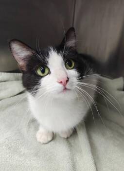 Domestic Short Hair Cats Available for Adoption in Oconto, Wisconsin - Ella | PetCurious