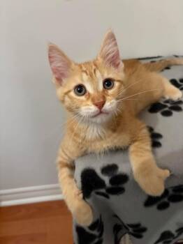 Stanley -  Domestic Short Hair Cat Available for Adoption in Ridgetown, Ontario - Stanley | PetCurious