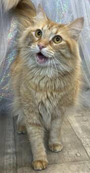 Domestic Medium Hair and Domestic Short Hair Cats Available for Adoption - Bogart | PetCurious